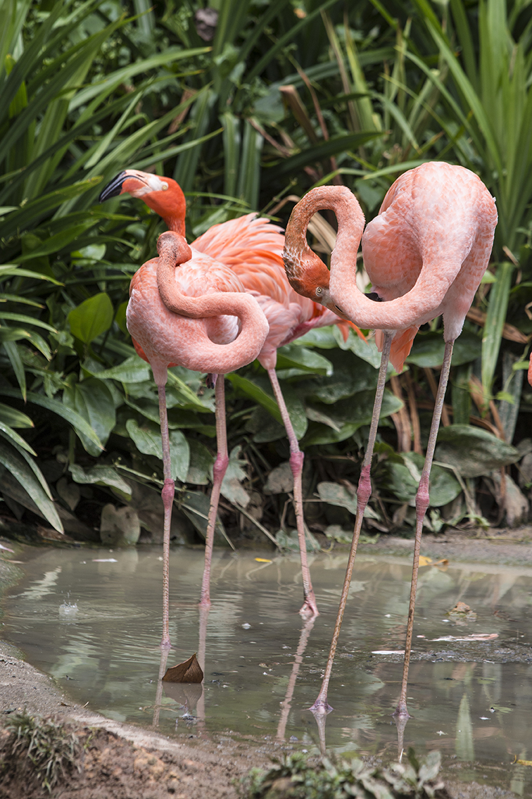 Graceful Flamingos